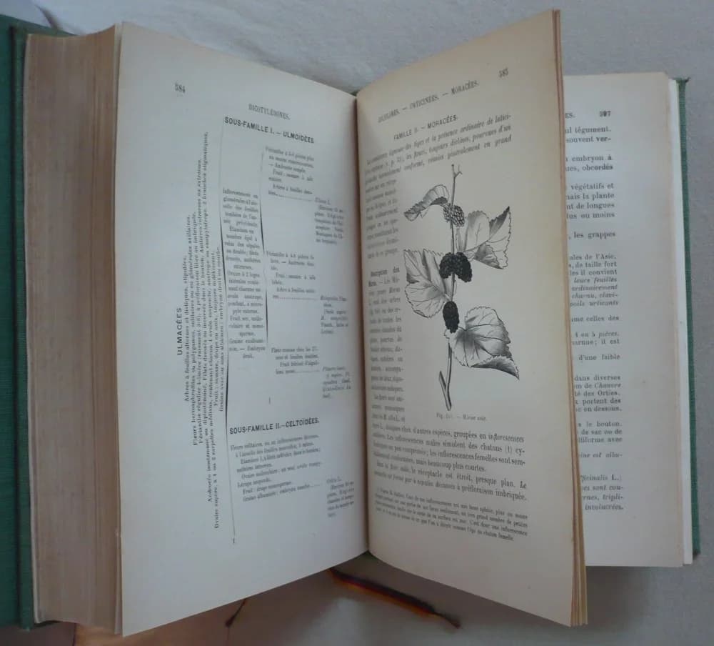 Traité de Botanique: L'anatomie et la physiologie végétales et les familles naturelles. 2 Volumes - Image 2