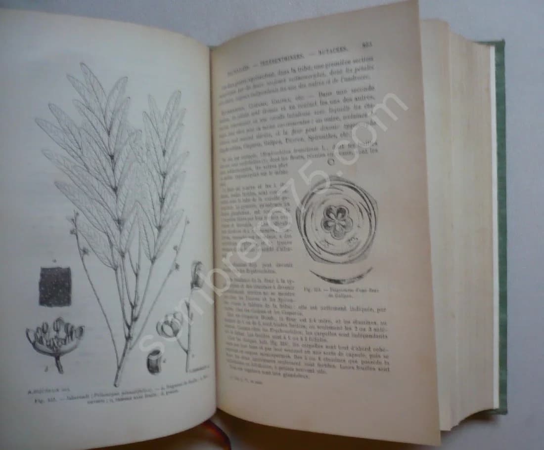 Traité de Botanique: L'anatomie et la physiologie végétales et les familles naturelles. 2 Volumes - Image 3