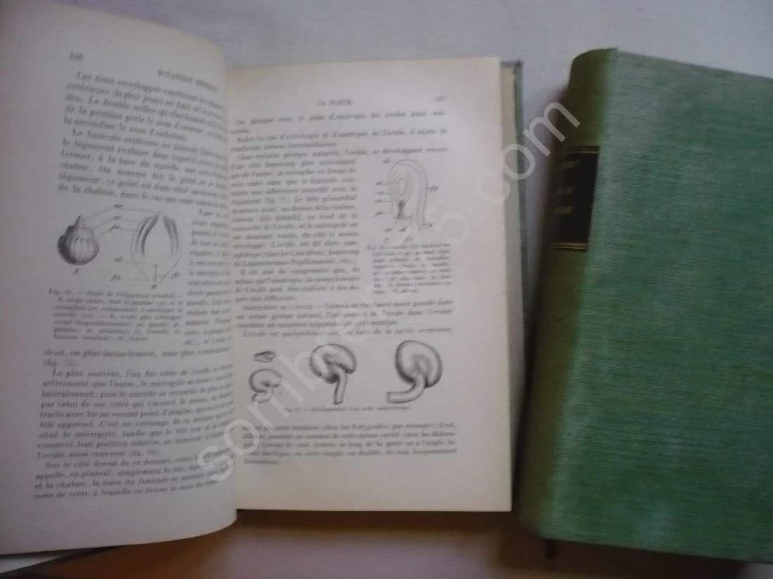 Traité de Botanique: L'anatomie et la physiologie végétales et les familles naturelles. 2 Volumes - Image 4