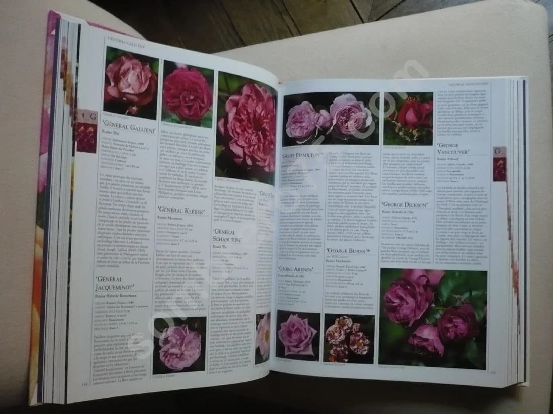 Encyclopédie des Roses. Charles et Brigid Quest Ritson - Image 4