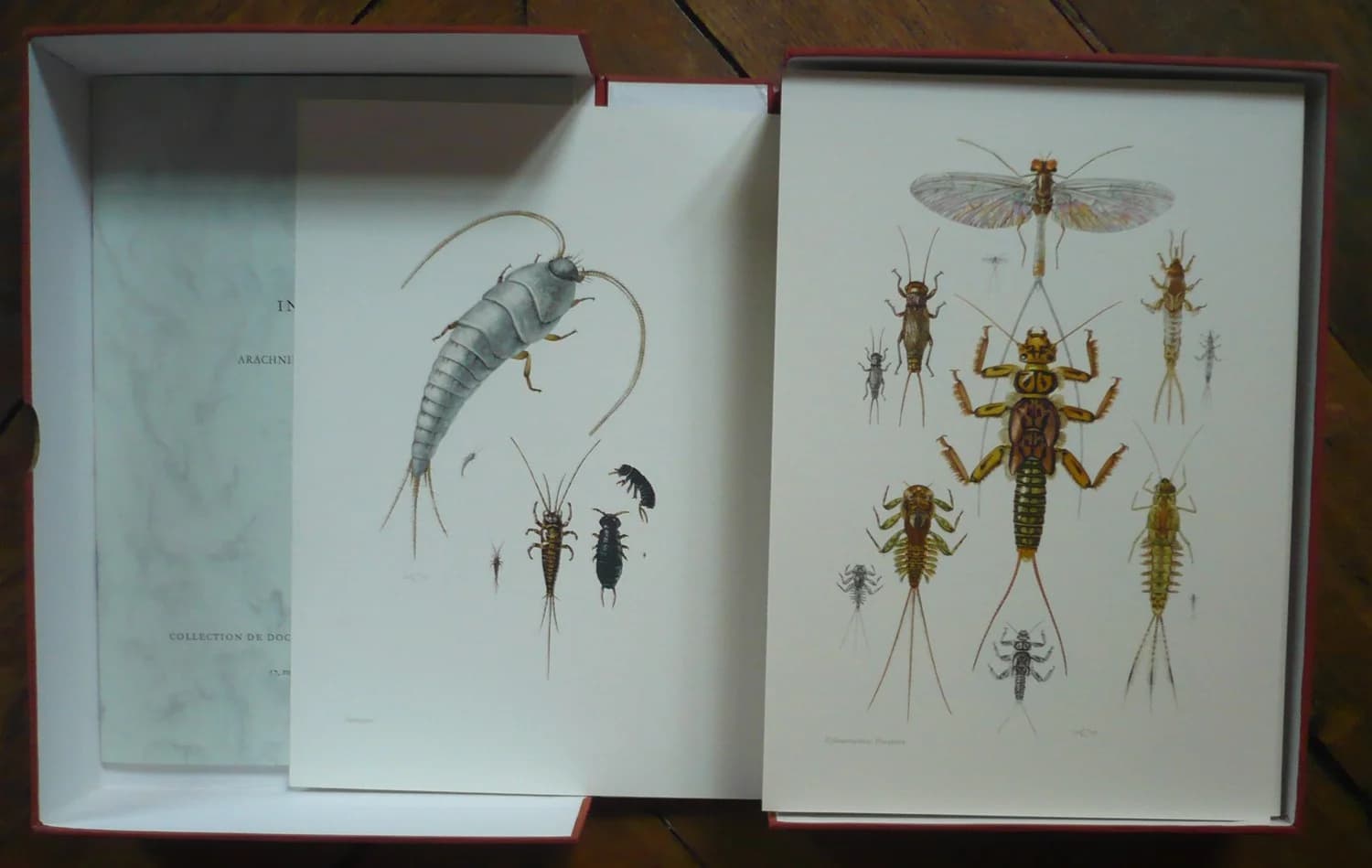 Insectes et Arachnides et Myriapodes. Coffret.. Planches Couleurs - Image 3