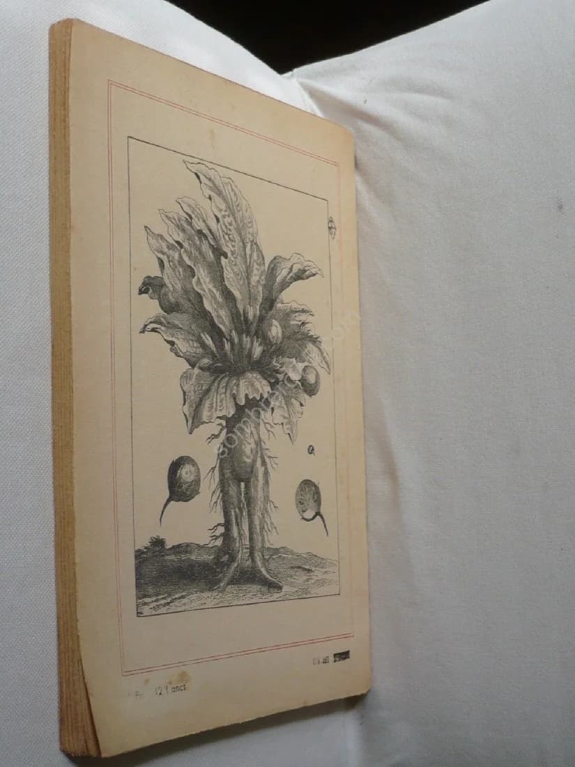 Figures de la Mandragore - Plante Démoniaque. J. Bouquet - Image 3