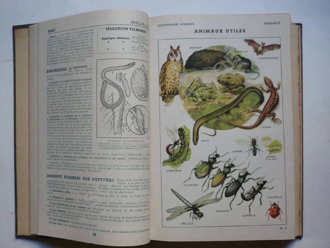 Dictionnaire des Plantes Potagères - Image 6