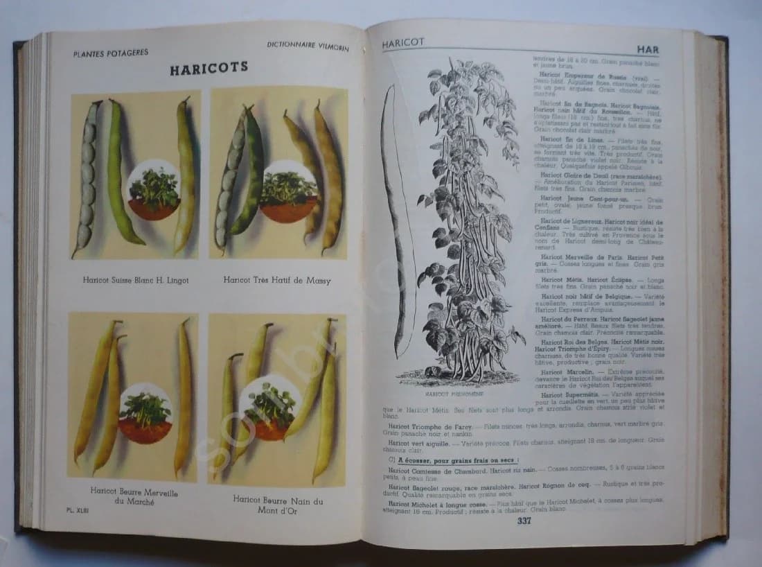 Dictionnaire des Plantes Potagères - Image 7