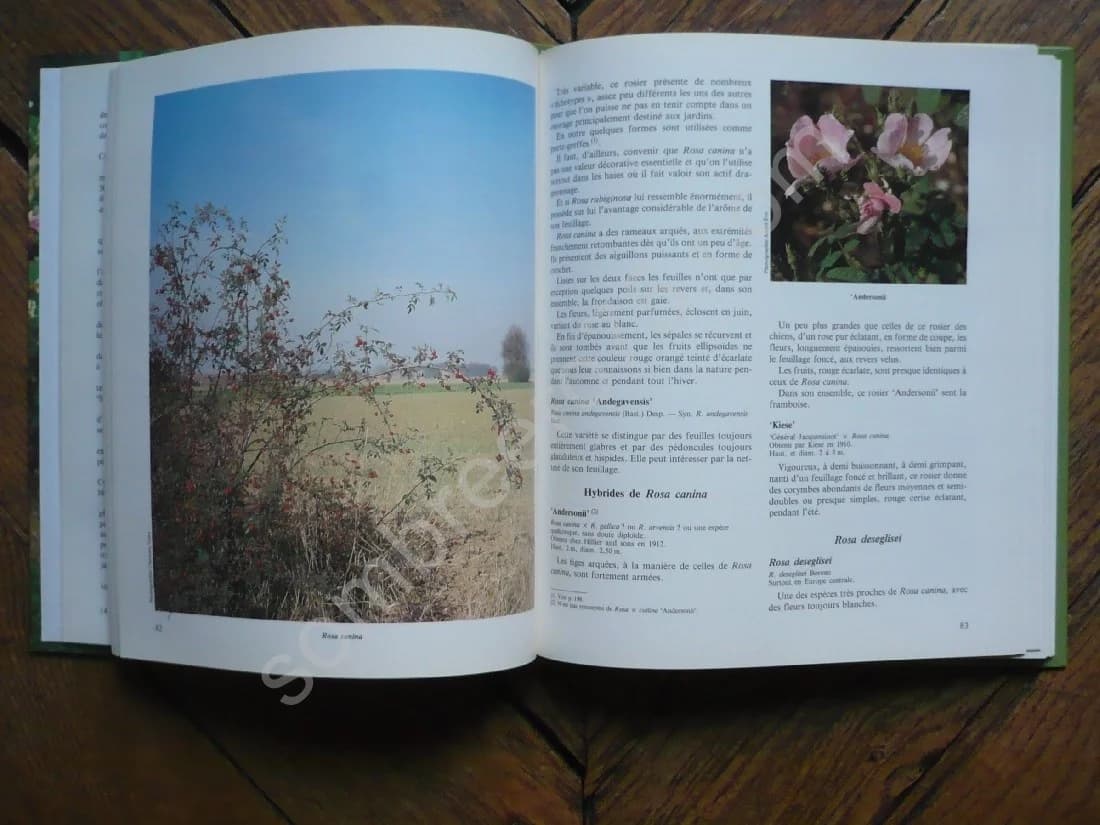 Les Roses Anciennes - Image 3