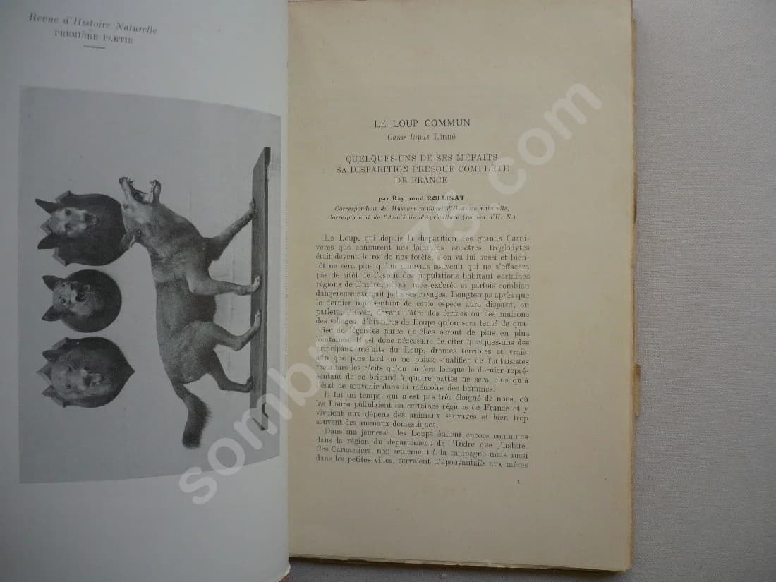 Le Loup Commun - Canis Lupus Linné - Revue d'Histoire Naturelle - Image 3