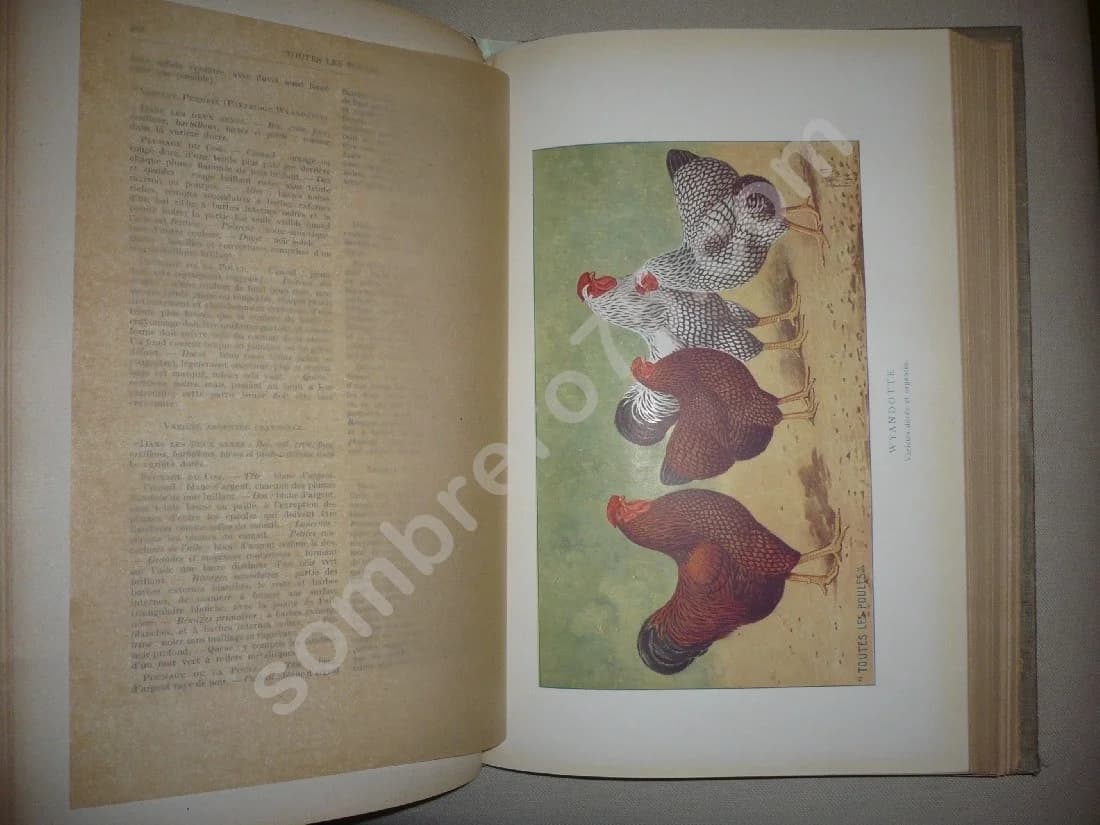 Toutes les Poules et leurs Variétés - Blanchon & Delamarre de Monchaux - Image 3