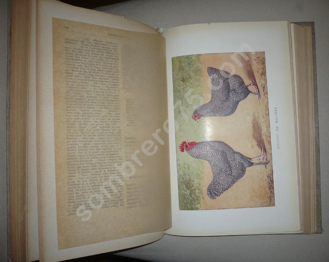 Toutes les Poules et leurs Variétés - Blanchon & Delamarre de Monchaux - Image 4