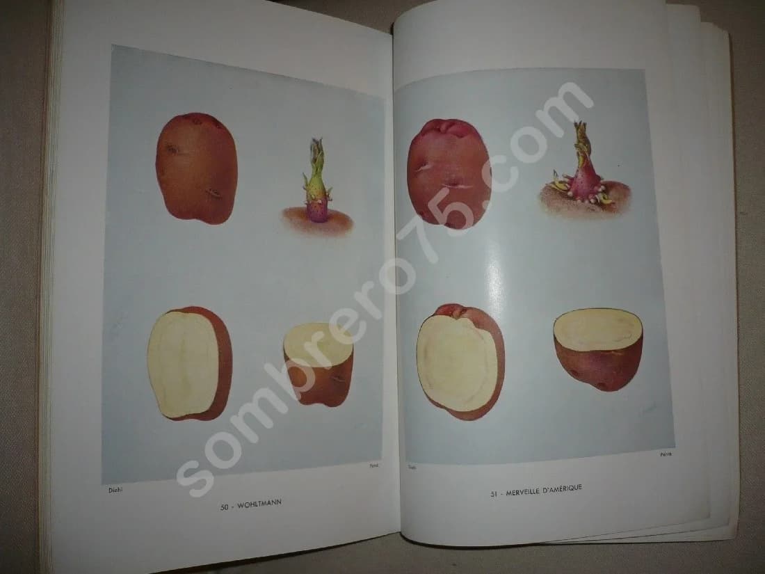 La Pomme de Terre - Caractères et Description des Variétés - Image 3