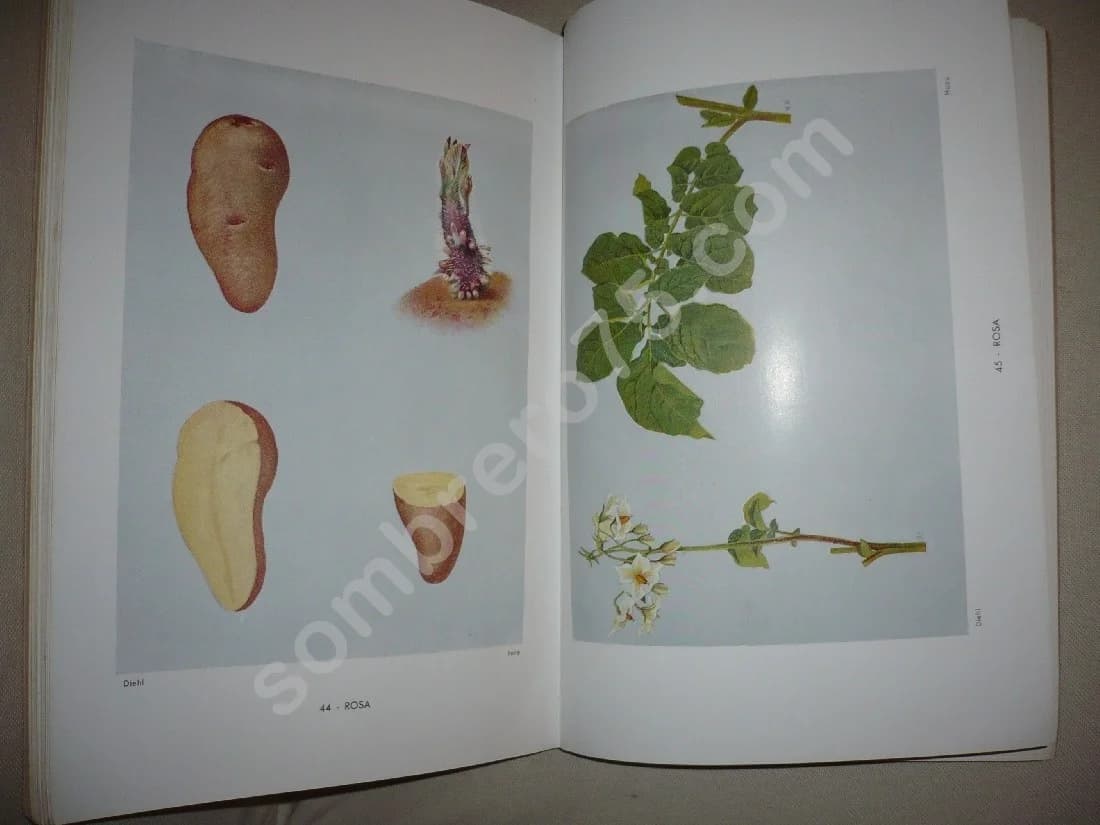 La Pomme de Terre - Caractères et Description des Variétés - Image 4