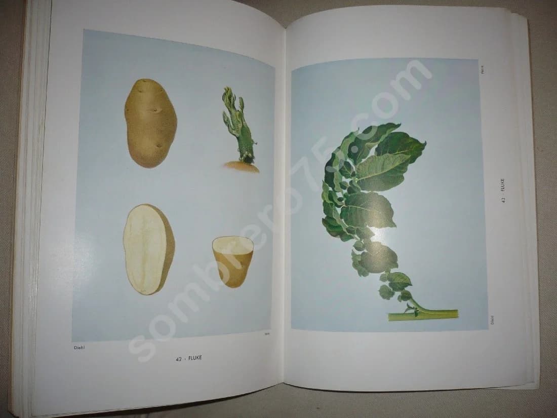 La Pomme de Terre - Caractères et Description des Variétés - Image 5