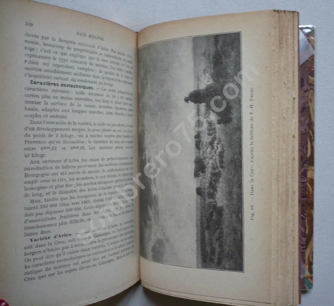 Zootechnie - Moutons . P DIFFLOTH - Image 4