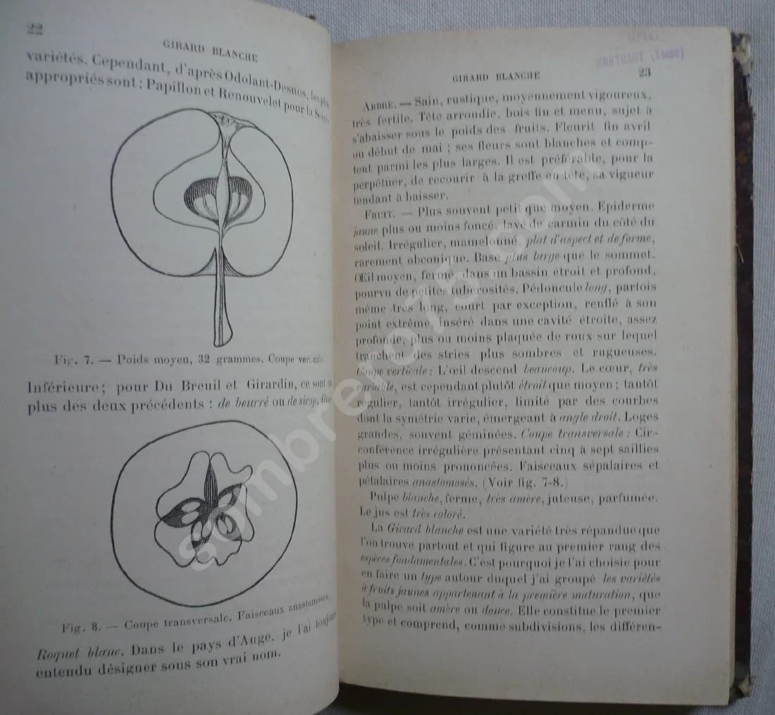 Les Meilleurs Fruits de Pressoir employés dans le pays d'Auge - Image 3