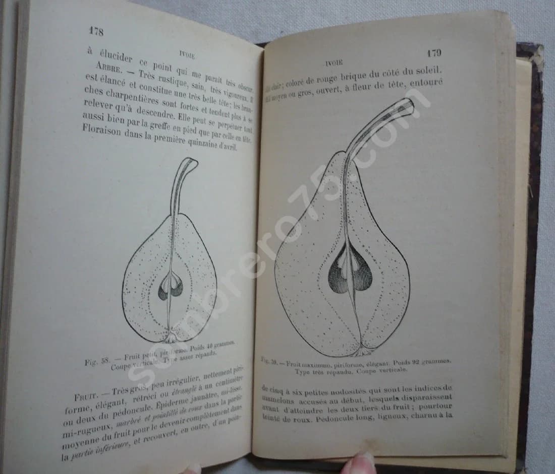 Les Meilleurs Fruits de Pressoir employés dans le pays d'Auge - Image 4