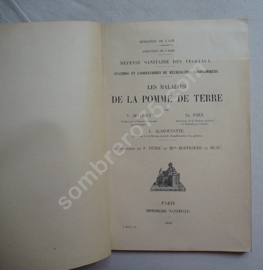 Les maladies de la Pomme de Terre - Image 3