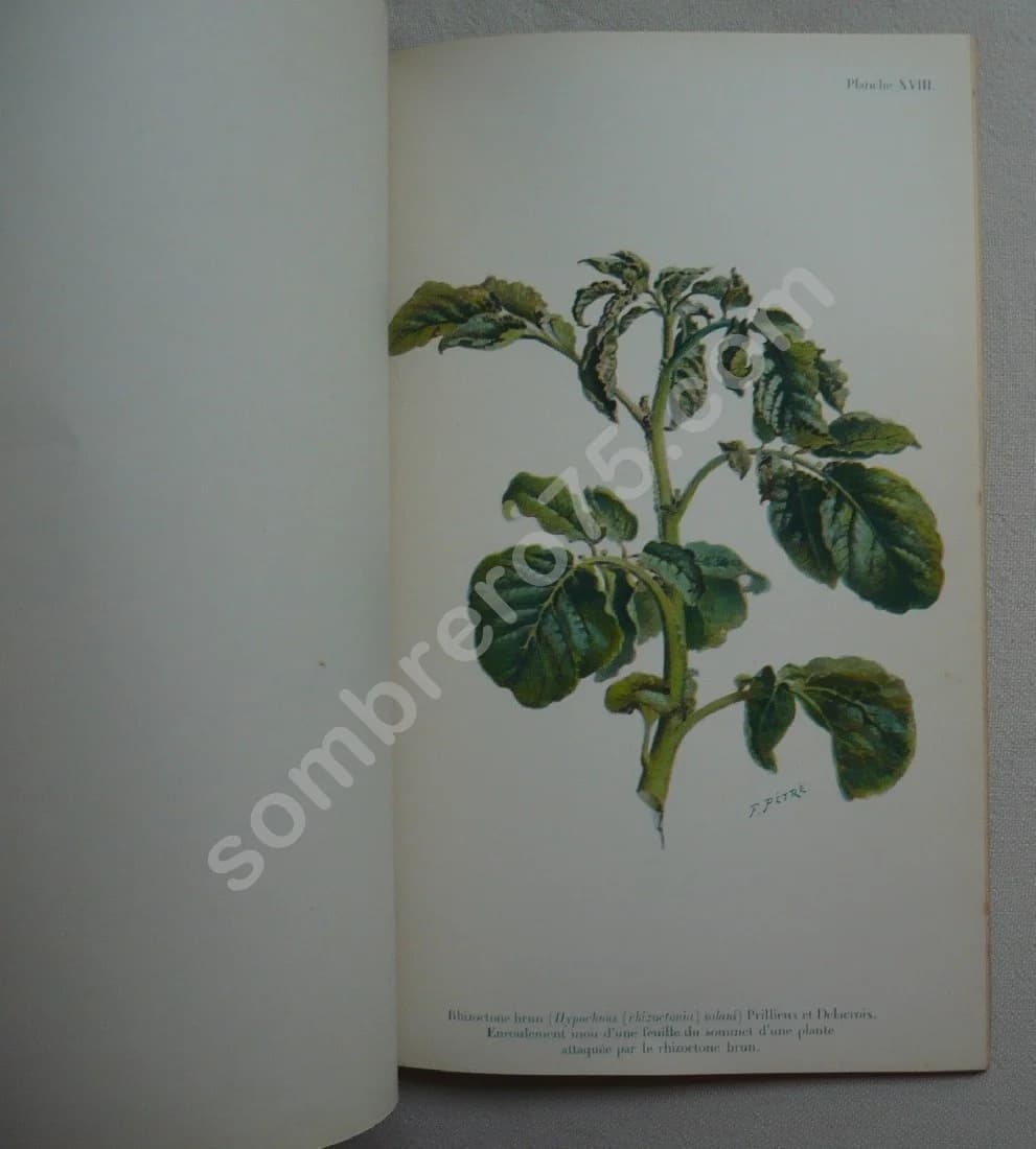 Les maladies de la Pomme de Terre - Image 4