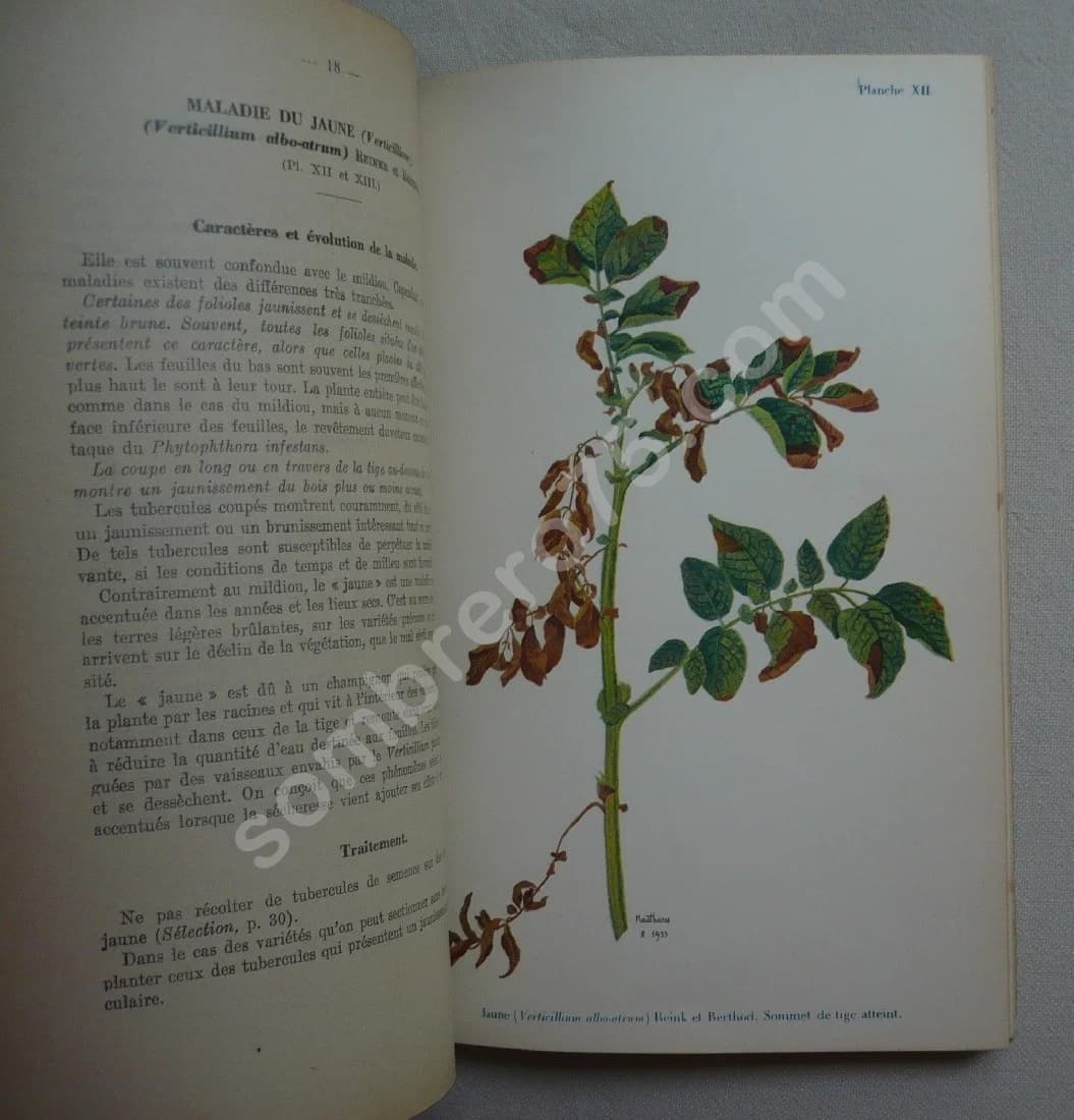 Les maladies de la Pomme de Terre - Image 5