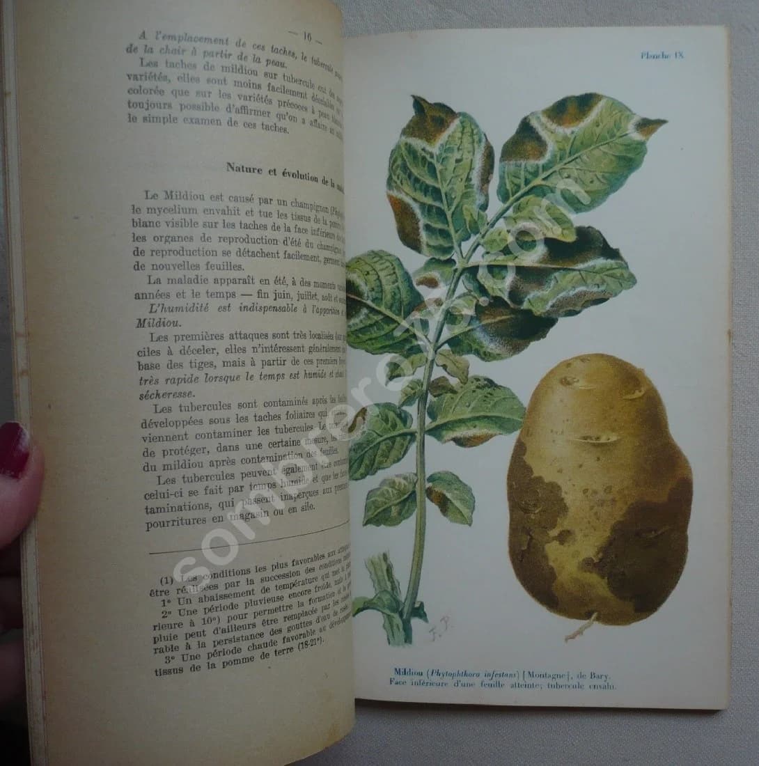 Les maladies de la Pomme de Terre - Image 6