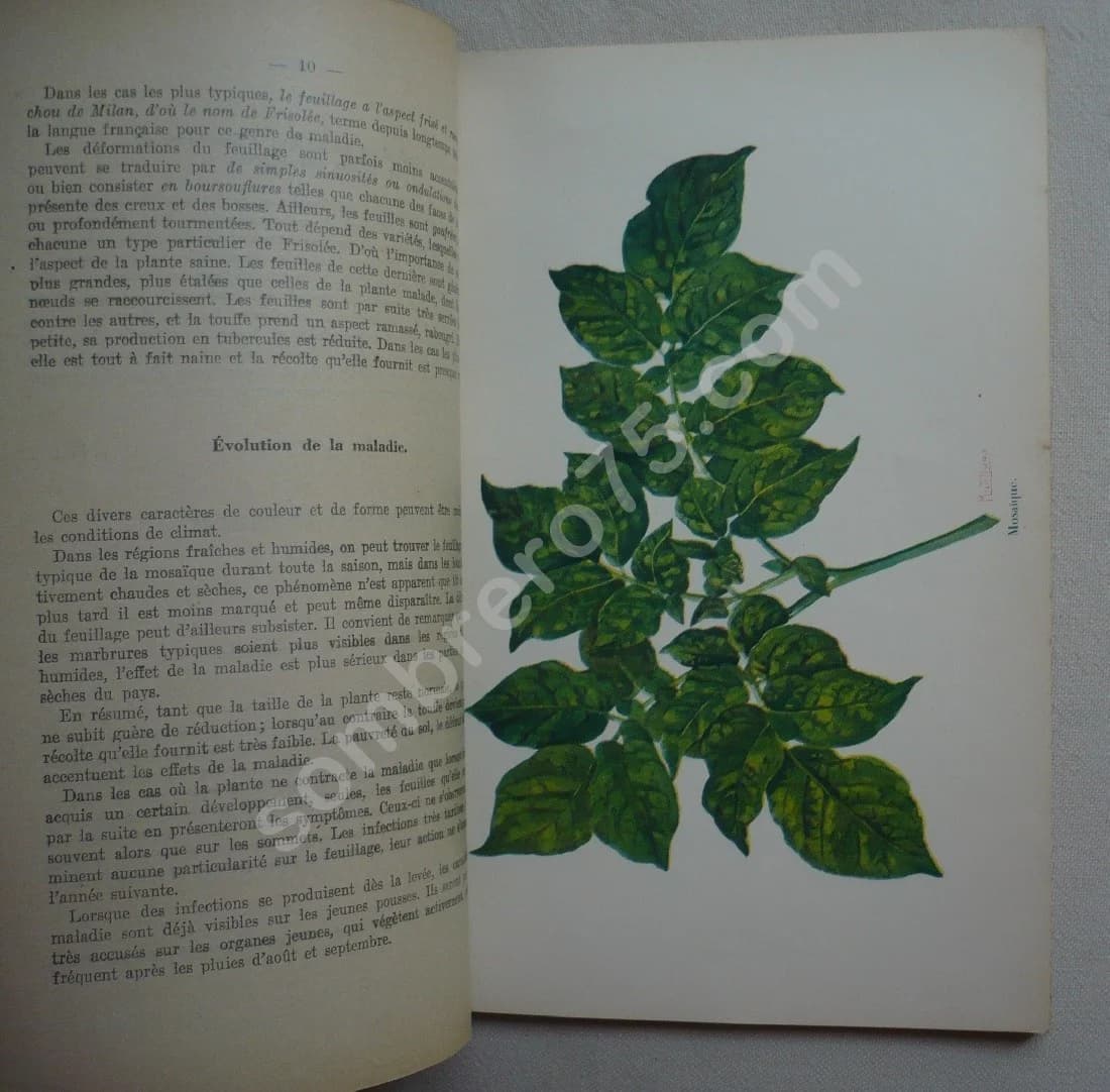 Les maladies de la Pomme de Terre - Image 7
