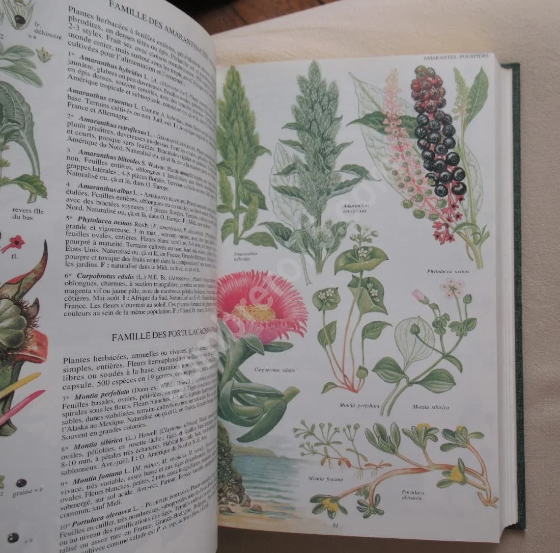 La Flore d'Europe Occidentale - Image 3