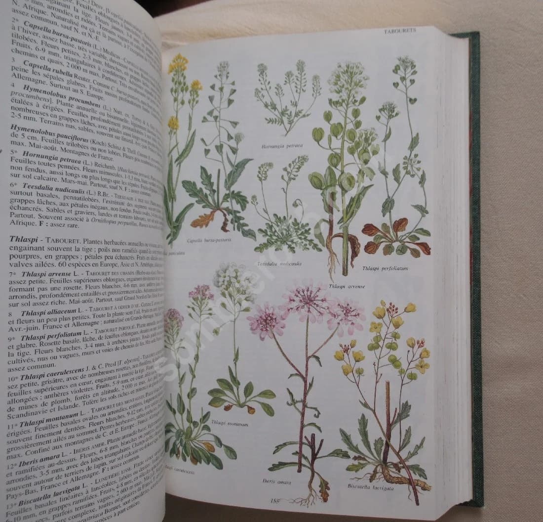 La Flore d'Europe Occidentale - Image 4