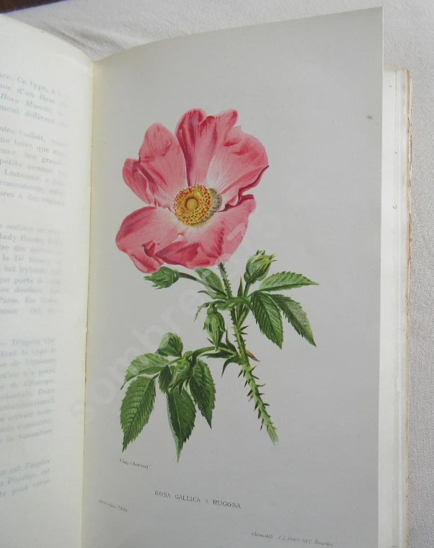 Les plus belles roses au début du XXe siècle - Image 4