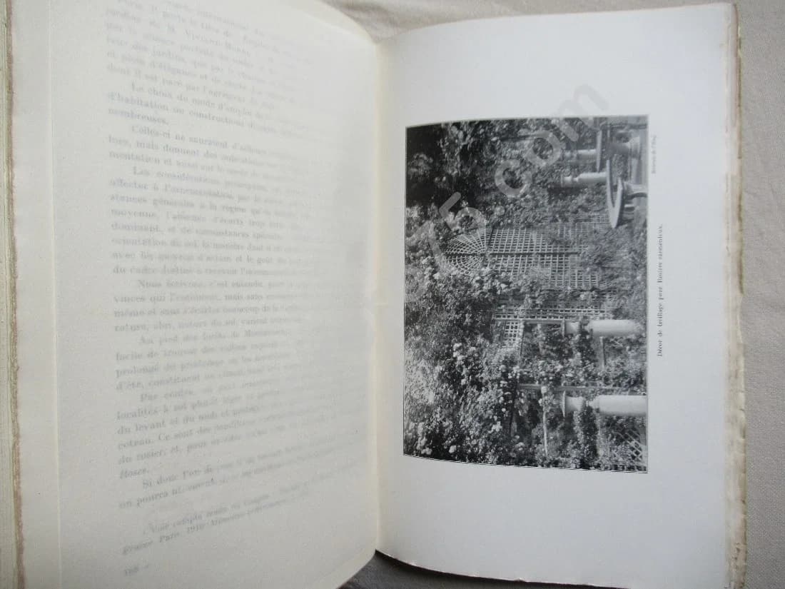 Les plus belles roses au début du XXe siècle - Image 5