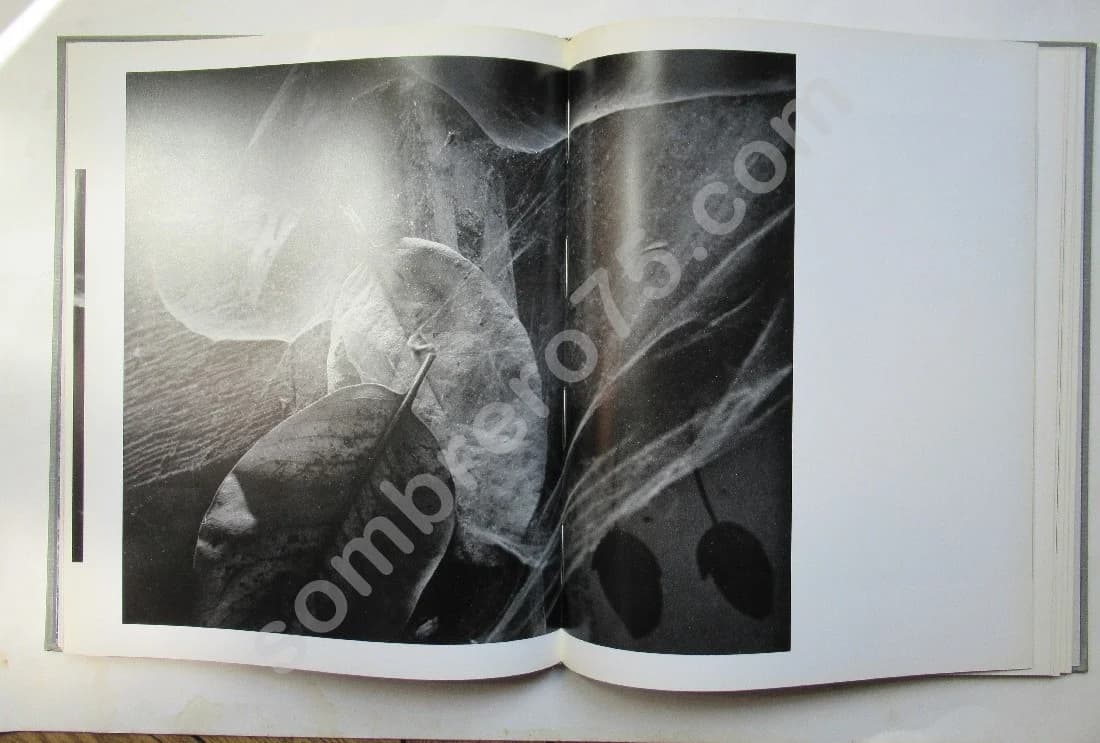 Wynn BULLOCK - Image 5