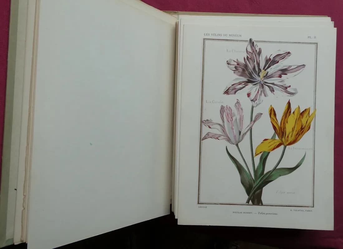 Les Vélins du Museum d'Histoire Naturelle de Paris. Léon BULTINGAIRE - Image 5