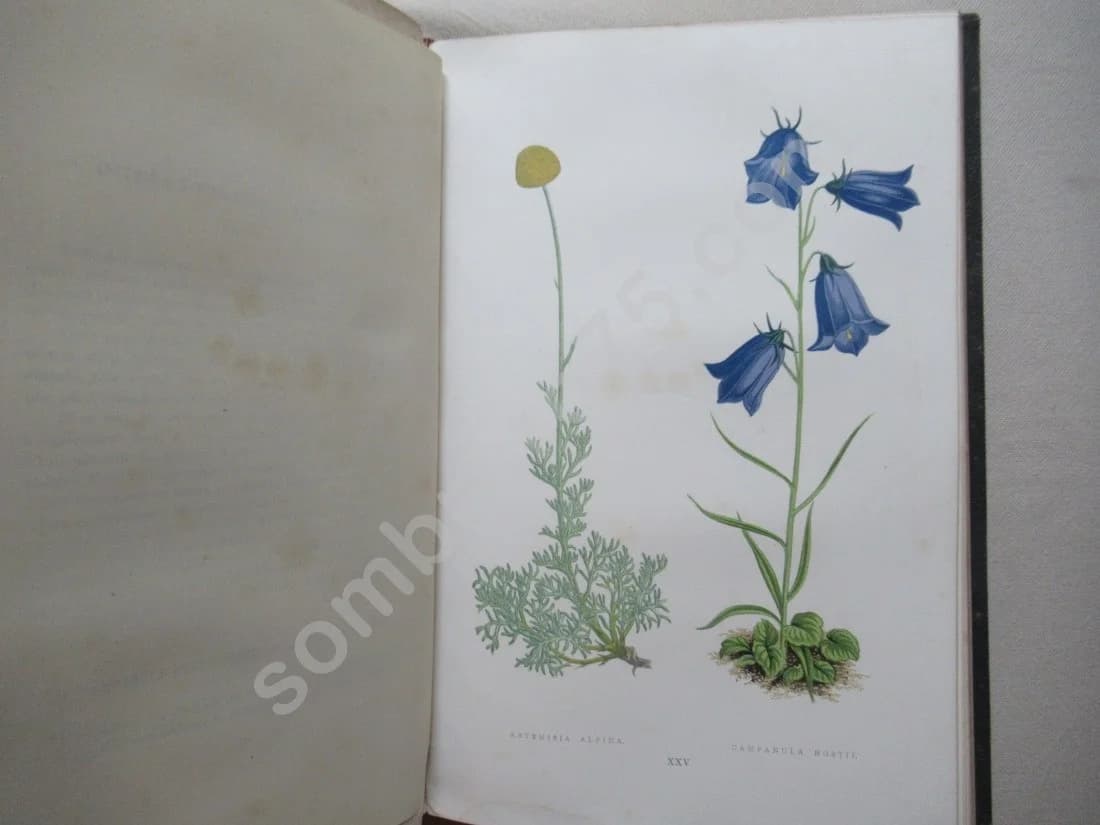 Les Plantes Alpines - 1873 - Image 11