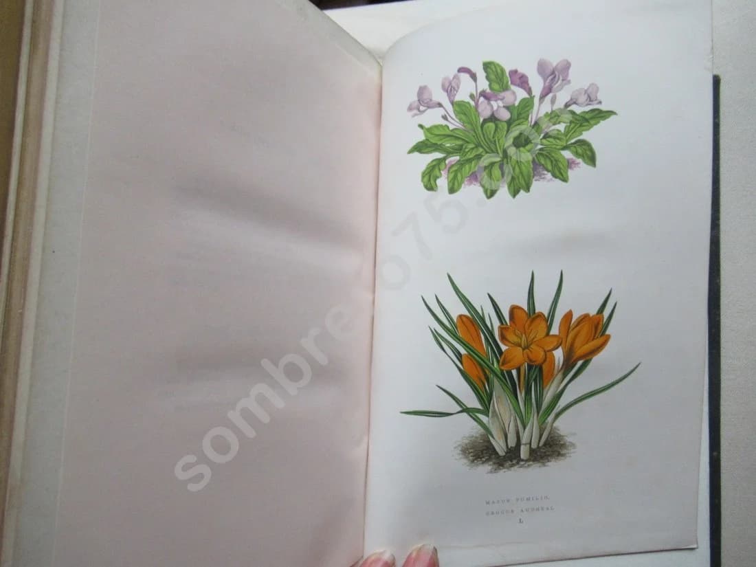 Les Plantes Alpines - 1873 - Image 12