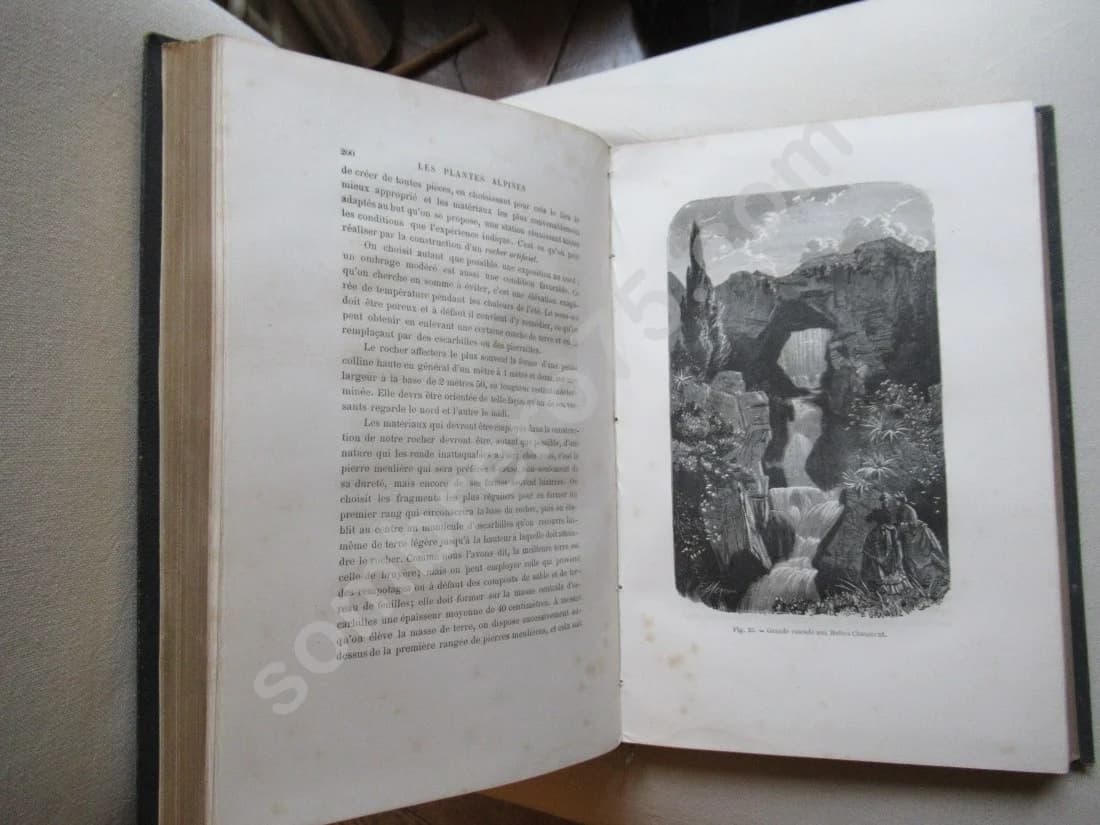Les Plantes Alpines - 1873 - Image 6