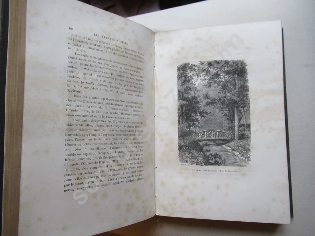Les Plantes Alpines - 1873 - Image 7