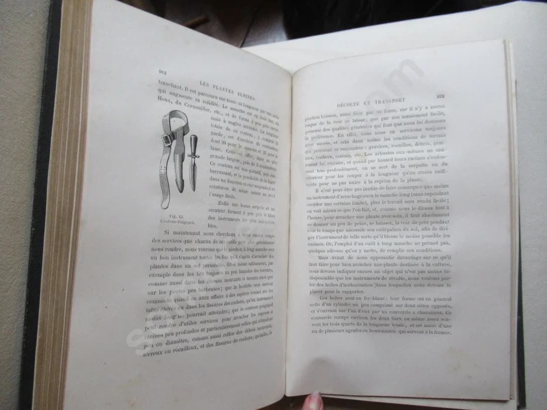 Les Plantes Alpines - 1873 - Image 8