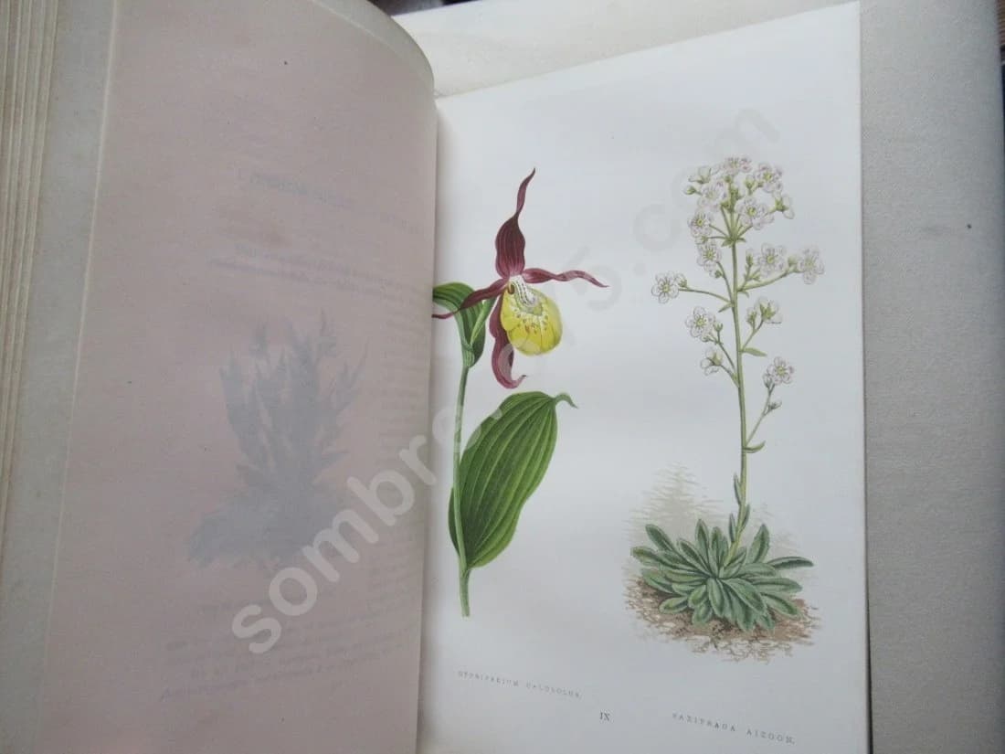 Les Plantes Alpines - 1873 - Image 10