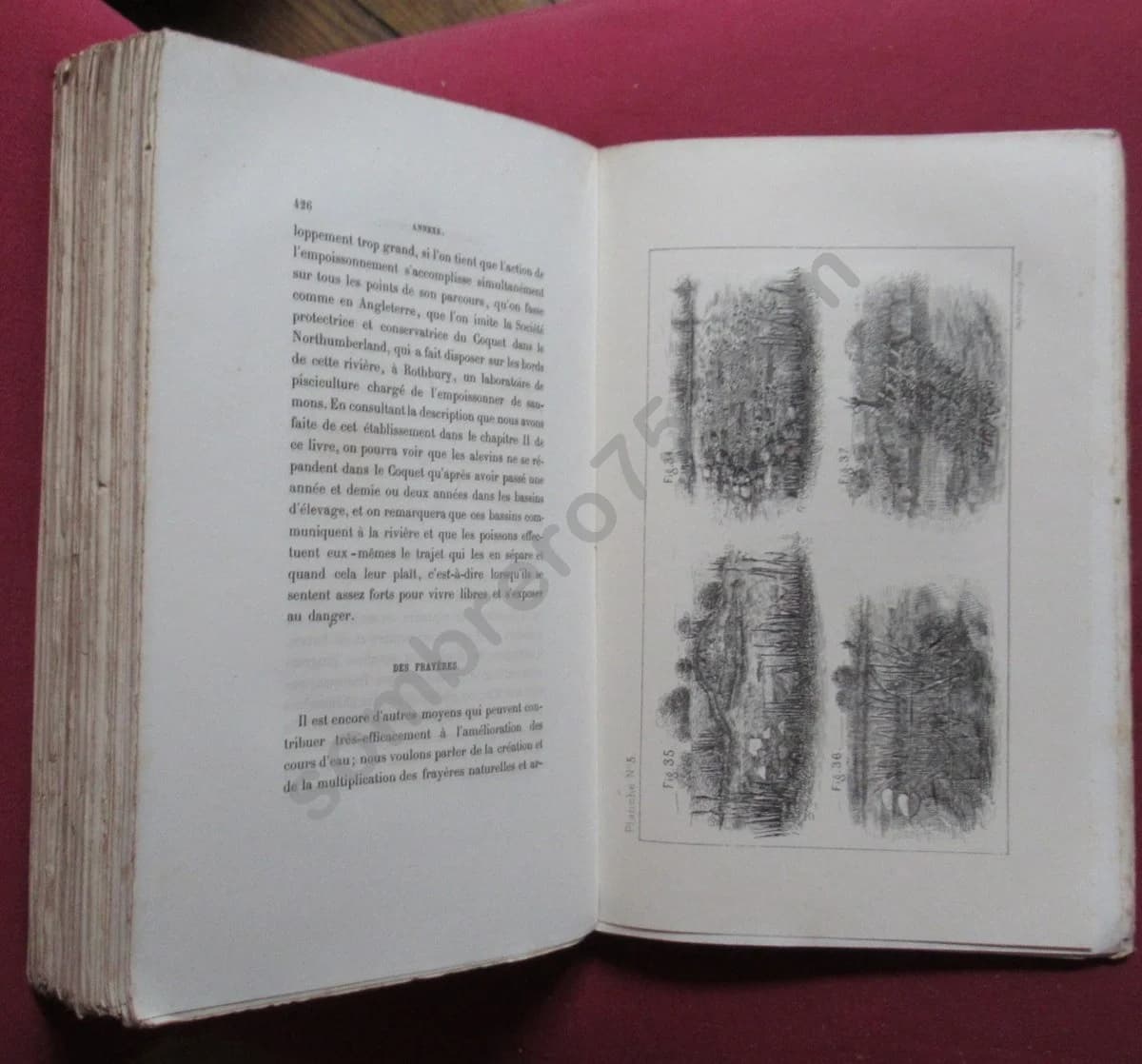 Traité de Pisciculture pratique et d'Aquiculture. 1878. BOUCHON BRANDELY - Image 8