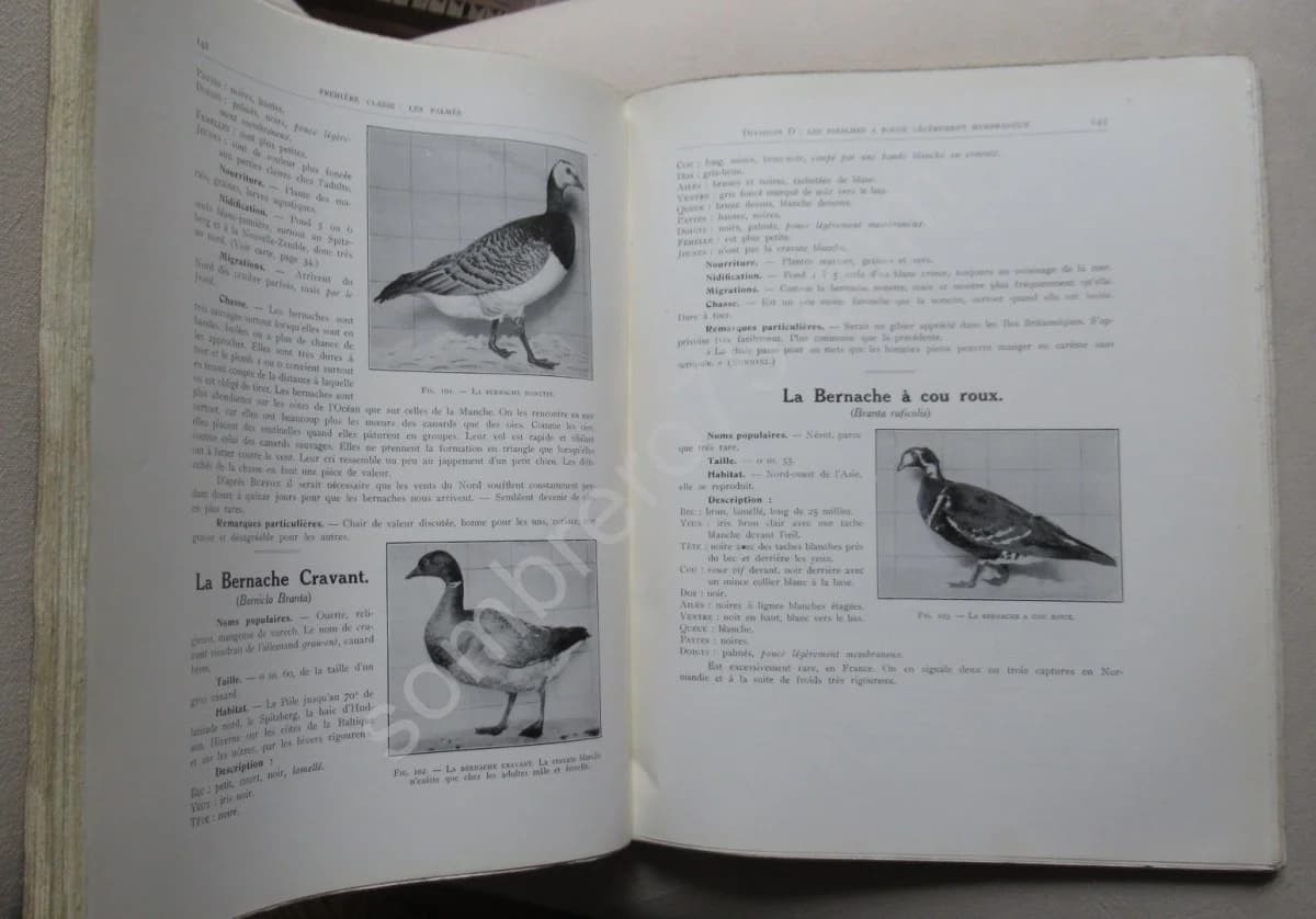 Notre Sauvagine et sa Chasse. Chasse - Classification - Description. R BOMMIER - Image 4