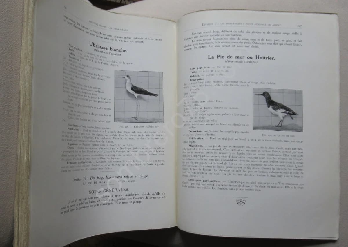 Notre Sauvagine et sa Chasse. Chasse - Classification - Description. R BOMMIER - Image 5