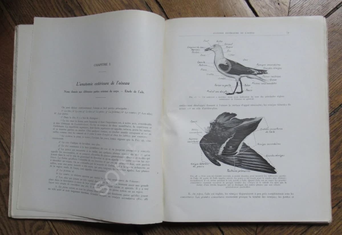 Notre Sauvagine et sa Chasse. Chasse - Classification - Description. R BOMMIER - Image 6
