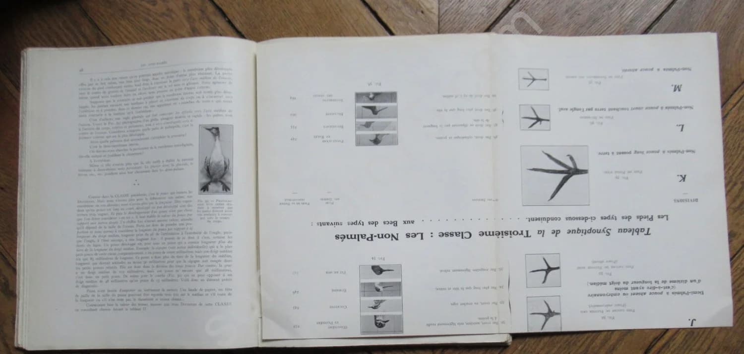Notre Sauvagine et sa Chasse. Chasse - Classification - Description. R BOMMIER - Image 7