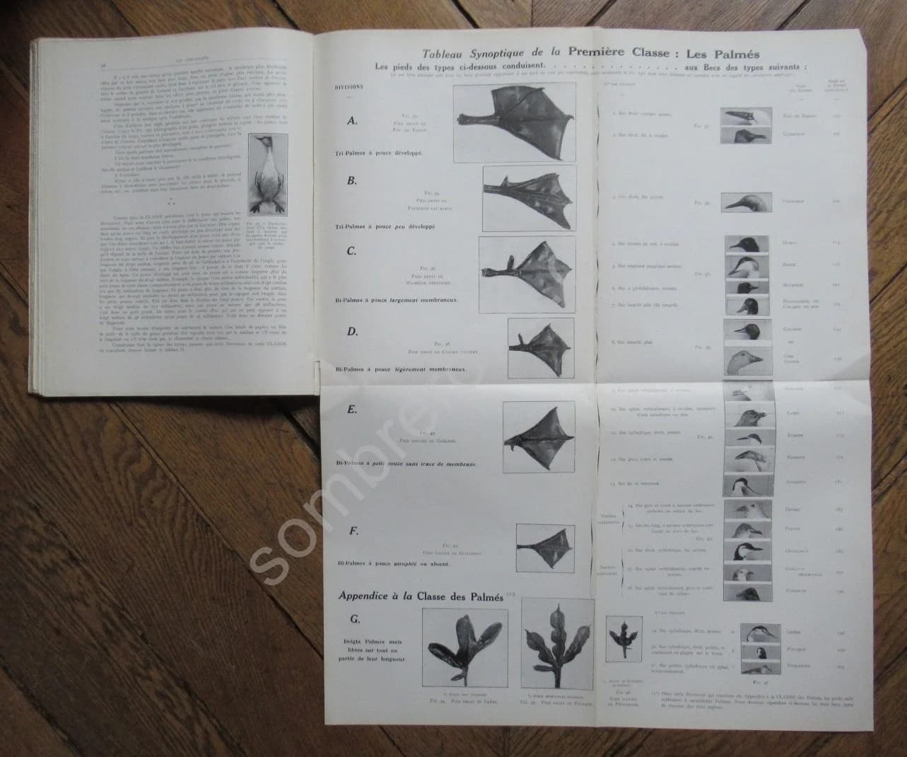 Notre Sauvagine et sa Chasse. Chasse - Classification - Description. R BOMMIER - Image 8