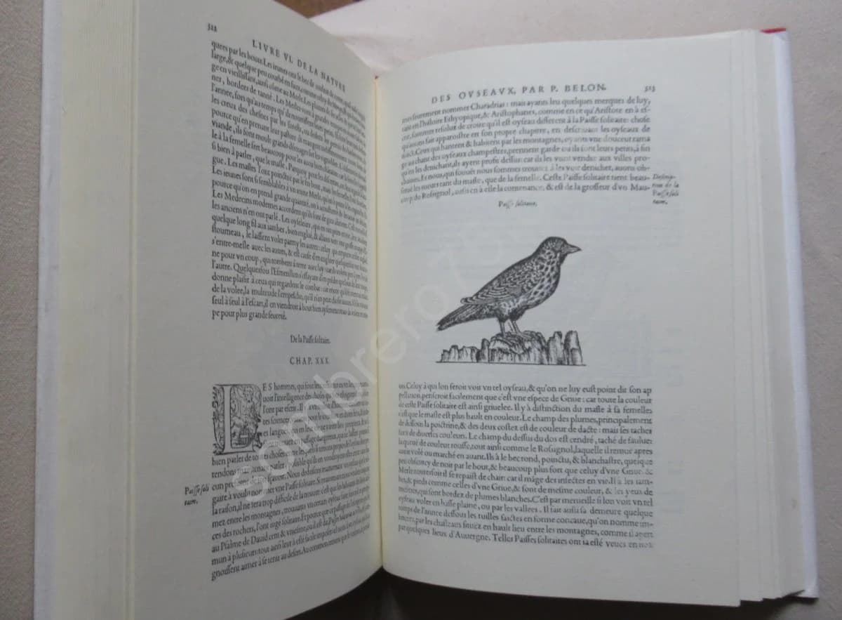 Histoire de la Nature des Oyseaux. Pierre Belon de Mans - Image 3