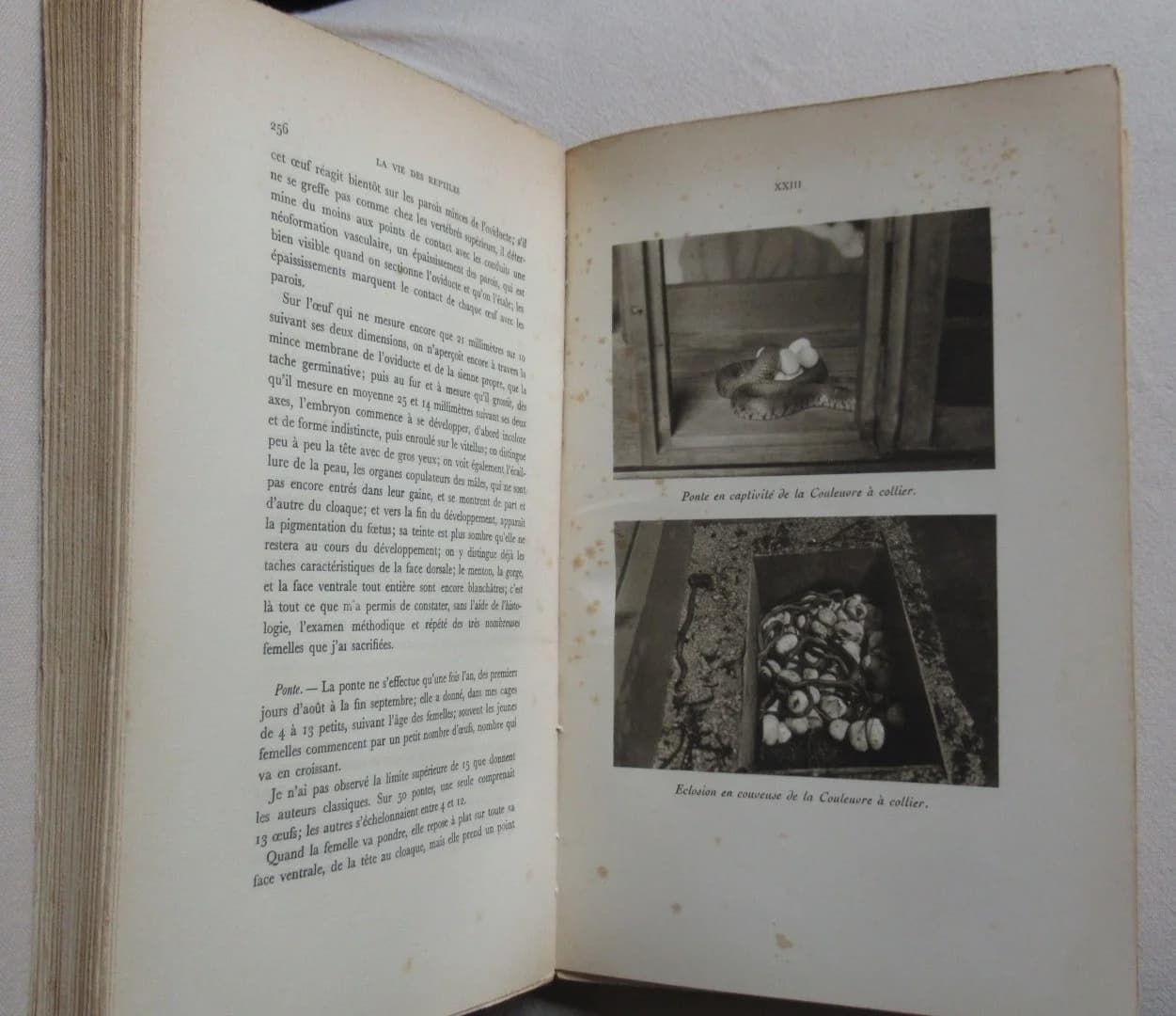 La Vie des Reptiles de la France Centrale.. 1934 - Image 4