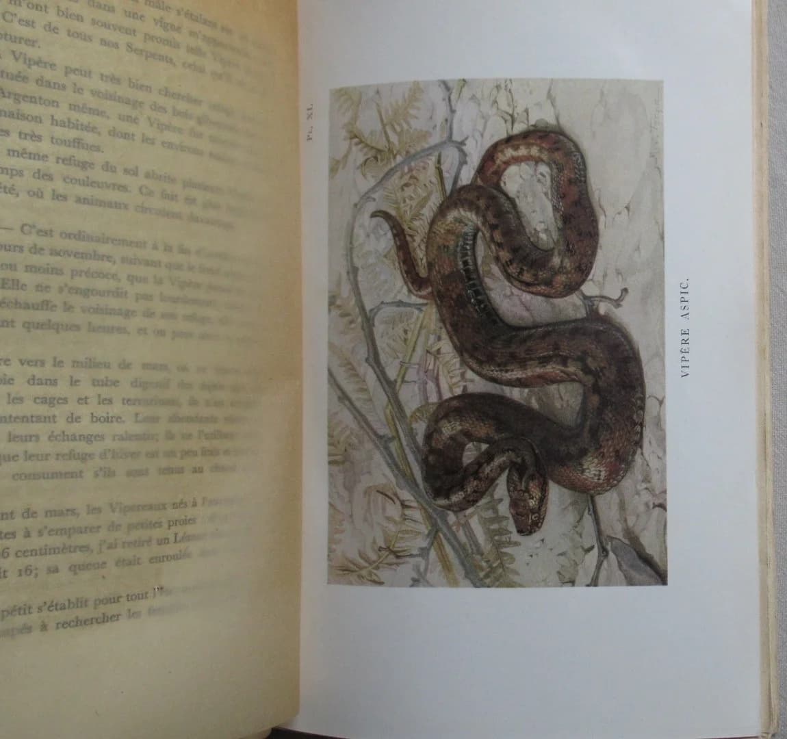 La Vie des Reptiles de la France Centrale.. 1934 - Image 6