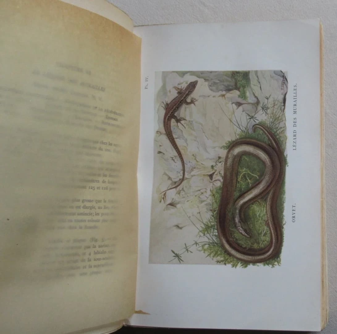 La Vie des Reptiles de la France Centrale.. 1934 - Image 7