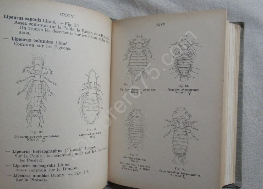 Les oiseaux de France. XXVI - Image 4