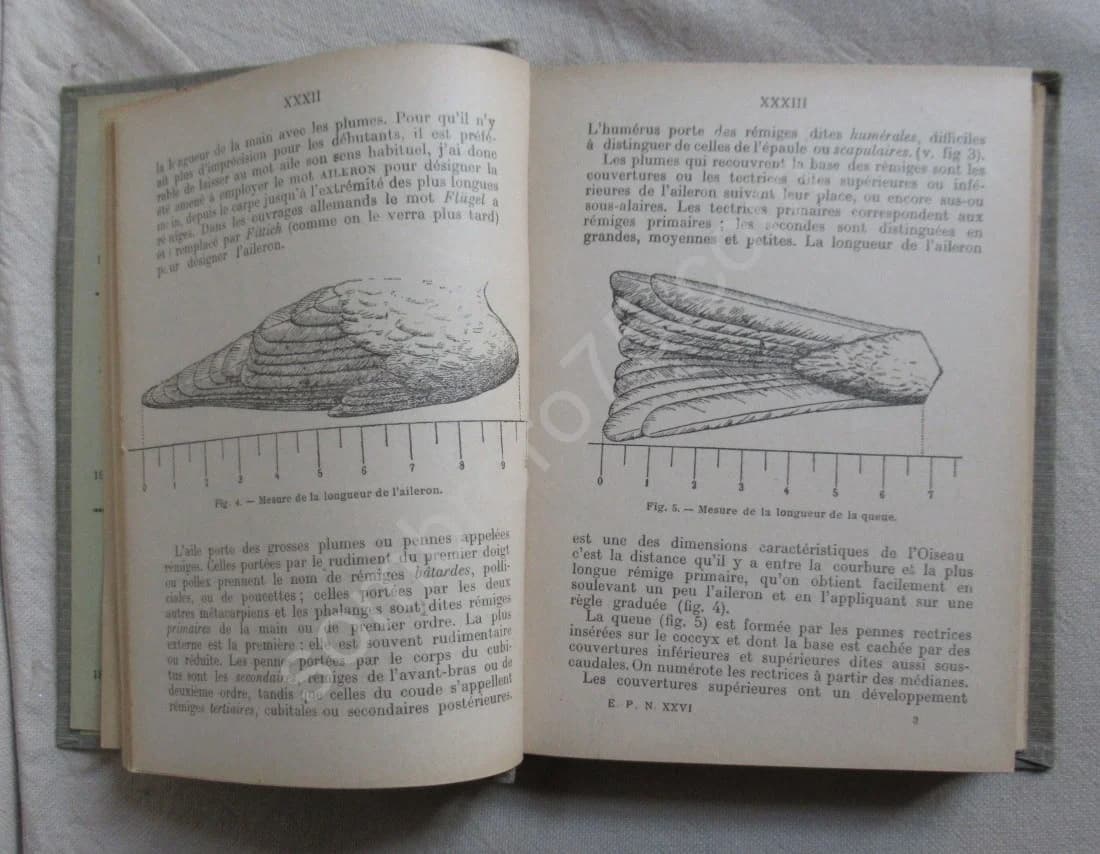 Les oiseaux de France. XXVI - Image 5