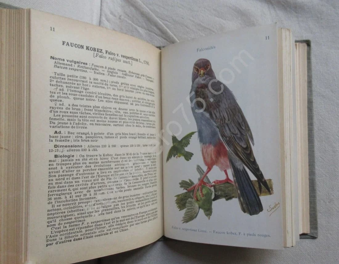 Les oiseaux de France. XXVI - Image 6