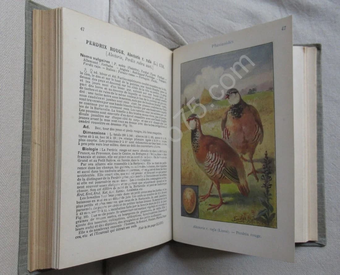 Les oiseaux de France. XXVI - Image 7