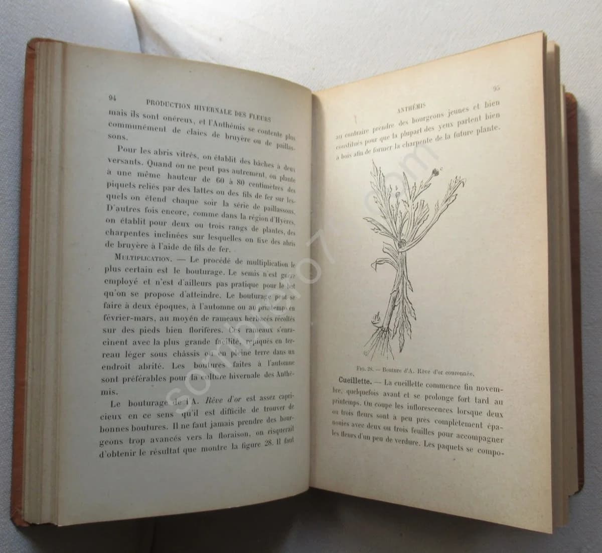 Les Fleurs du Midi - Image 4